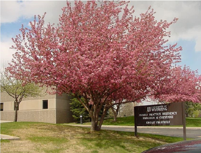 University Of Wyoming Family Medicine - Cheyenne Regional Medical Center